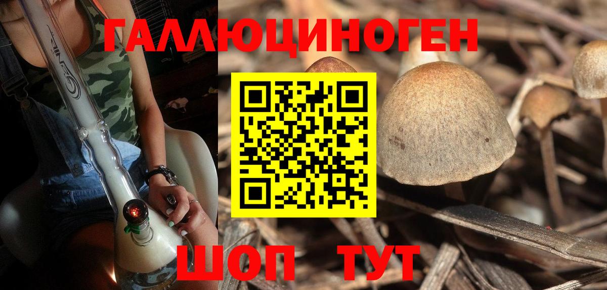 где купить наркотик  Галлюциногенные грибы GOLDEN TEACHER  Вход с VPN  Махачкала 